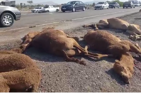 تصادف کامیون با ۱۳ نفر شتر در بندرعباس