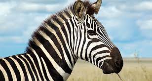 چرا گورخرها راه راه هستند؟