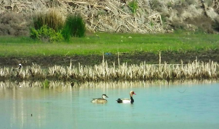 آوای خوش زندگی در دل تالاب کانی برازان