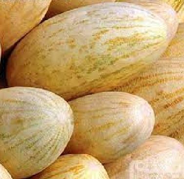آغاز برداشت خربزه نوبرانه گلستان آغاز برداشت خربزه نوبرانه گلستان
