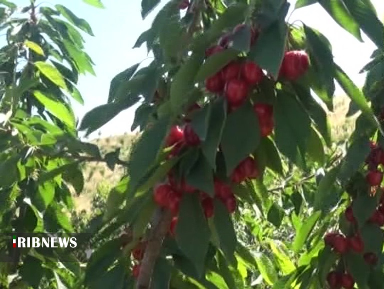 پیش بینی برداشت هزارو ۲۰۰ تن گیلاس در خلخال پیش بینی برداشت هزارو ۲۰۰ تن گیلاس در خلخال