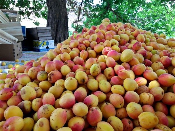 کاهش ۵۰ درصدی تولید زردآلو در خلخال کاهش ۵۰ درصدی تولید زردآلو در خلخال