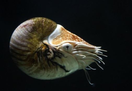 باستانی&zwnj;ترین حیوانات کره زمین