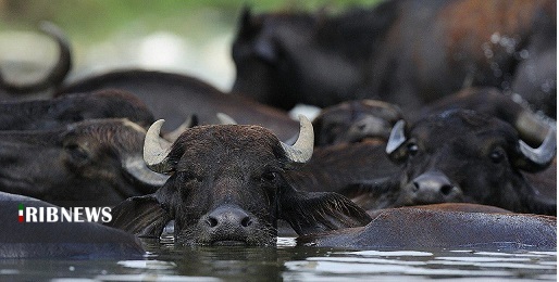 زخم هایی که التیامشان به هورالعظیم جان می دهند زخم هایی که التیامشان به هورالعظیم جان می دهند