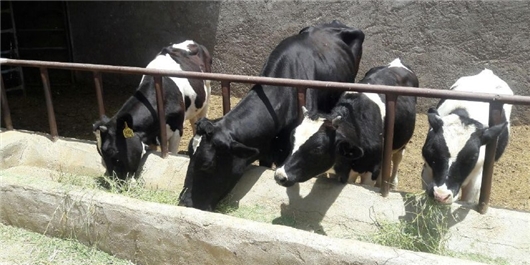 حادثه رانندگی در جاده مشگین شهر با یک فوتی