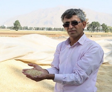 درج اولین ارقام &laquo;یولاف زراعی&raquo; در فهرست ملی ارقام گیاهی ایران