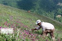 توسعه کشت گیاهان دارویی در سطحی بالغ بر ۴۰ هزار هکتار