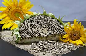 آفتابگردان پرخاصیت خواص درمان آفتابگردان