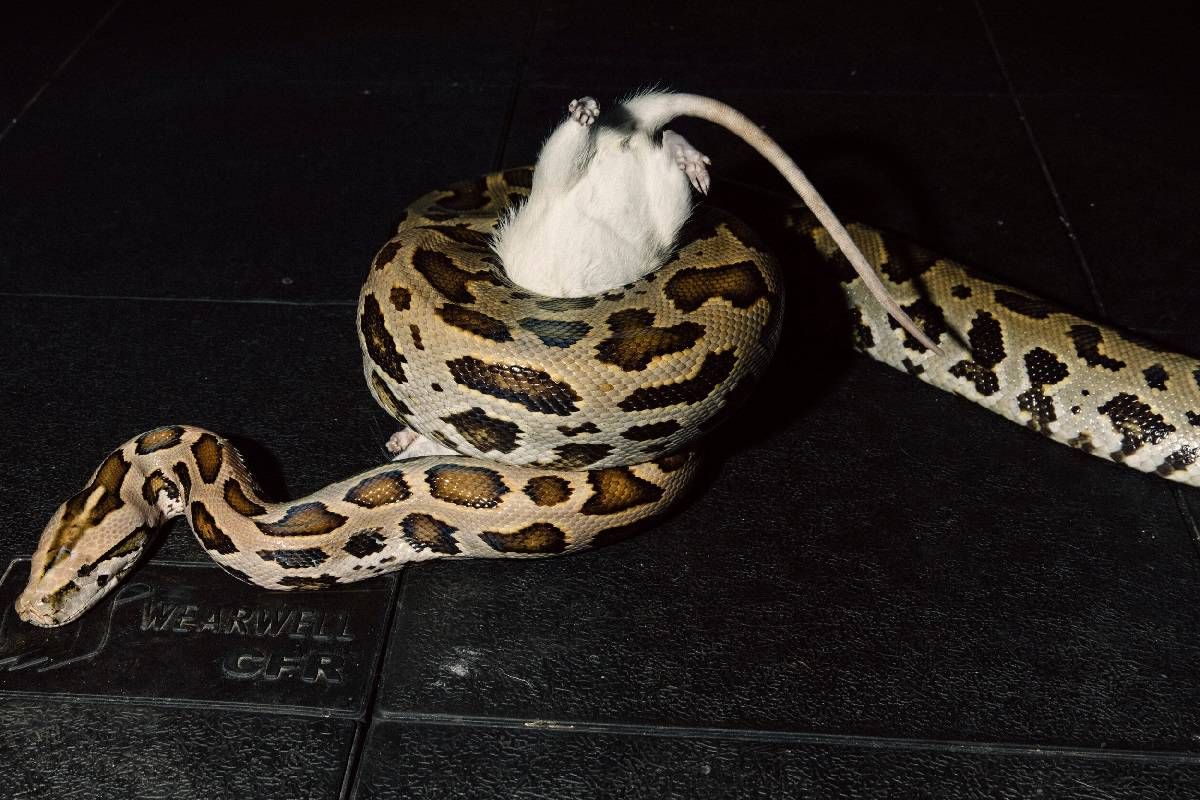 حقایق  مارها