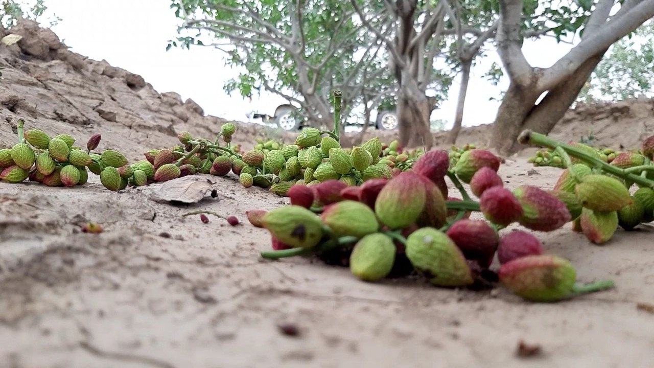 خسارت سیل، تگرگ و طوفان اخیر به ۱۰ محصول باغی و زراعی خراسان رضوی