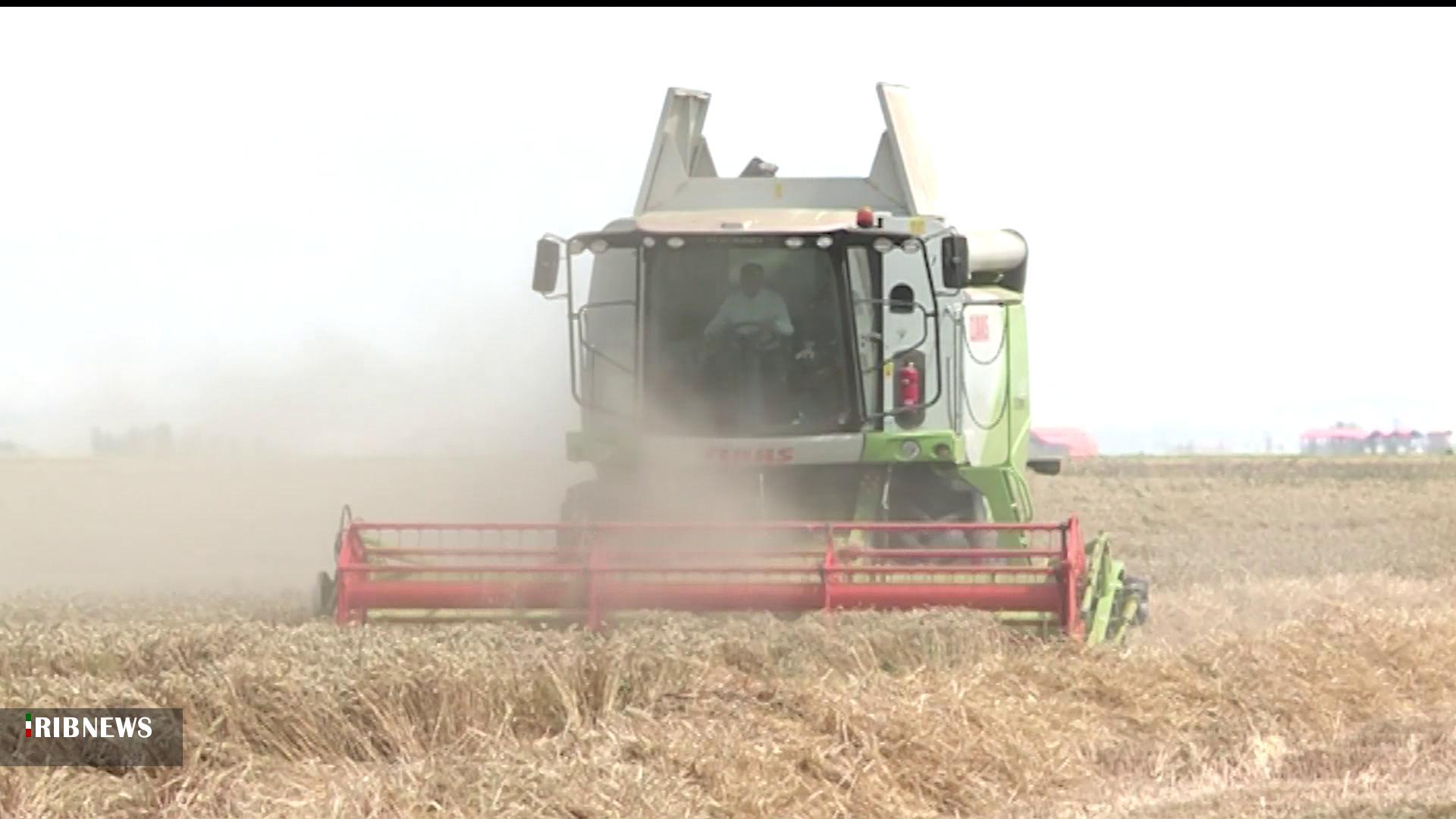 پیش بینی برداشت ۴۲۰ هزارتن گندم از مزارع شهرستان پیش بینی برداشت ۴۲۰ هزارتن گندم از مزارع شهرستان