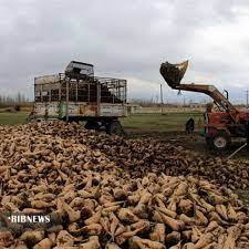 پیش بینی برداشت بیش از 100 هزار تن چغندر از مزارع مهاباد پیش بینی برداشت بیش از 100 هزار تن چغندر از مزارع مهاباد