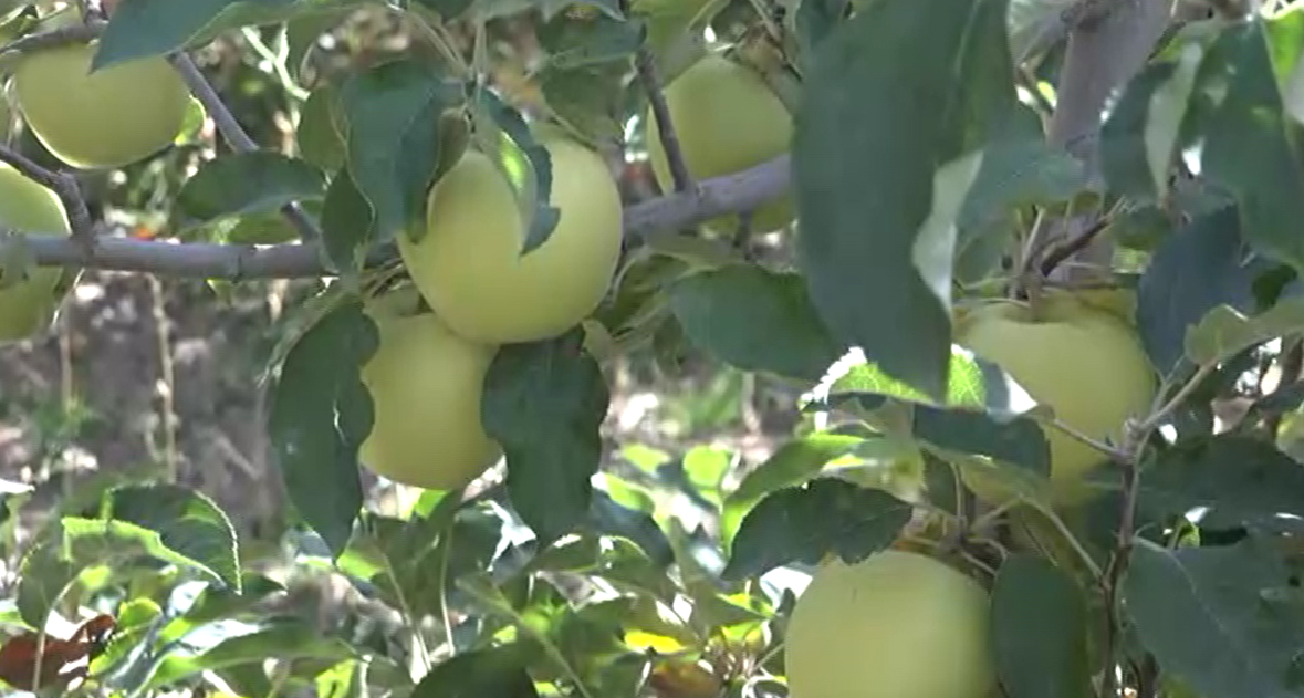 برداشت سیب از باغ های طالقان