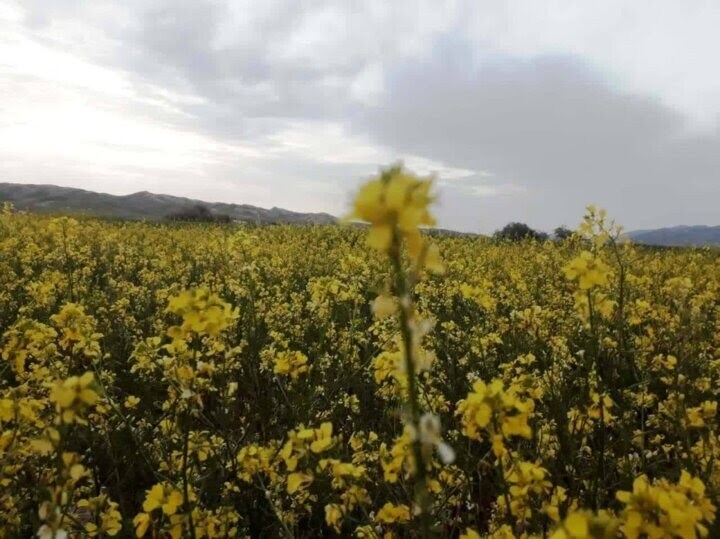 افزایش دو برابری سطح کشت کلزا در گلستان