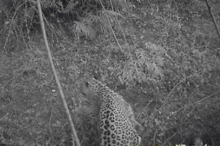 پلنگ ایرانی در قاب دوربین تلهای پلنگ ایرانی در قاب دوربین تلهای