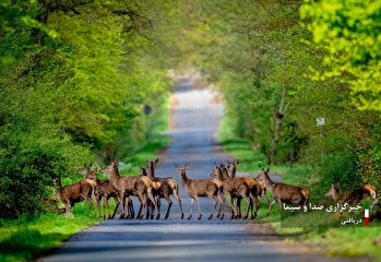 منتخب عکسهای حیات وحش / یکشنبه ۹ دی ۱۴۰۳