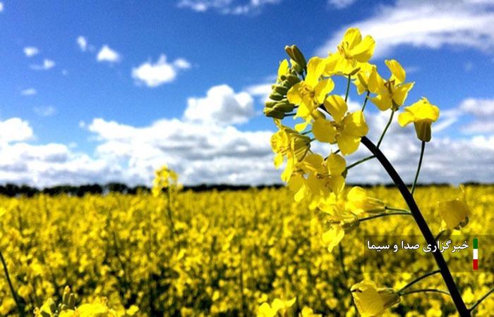 افزایش ۳۷ درصدی کشت کلزا در لرستان