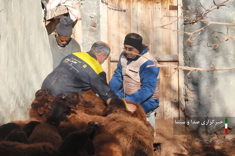 خدمات رایگان دامپزشکی در  ۱۴۰ روستای آذربایجان شرقی