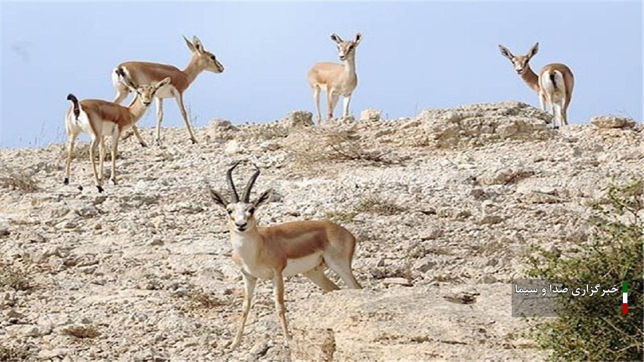 جمعیت جانوری در منطقه حفاظت شده سهند