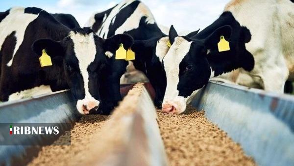 توزیع ۱۱۰ هزار تن نهاده دامی در لرستان توزیع ۱۱۰ هزار تن نهاده دامی در لرستان