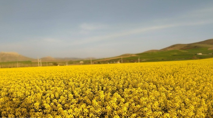 سطح سبز مزارع کلزا آذربایجان‌غربی مطلوب است