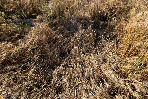 بررسی ارزیابی خسارت کشاورزان بیمه شده خوزستانی