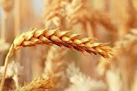 پیش بینی تولید ۳۳۰ هزار تن گندم از مزارع