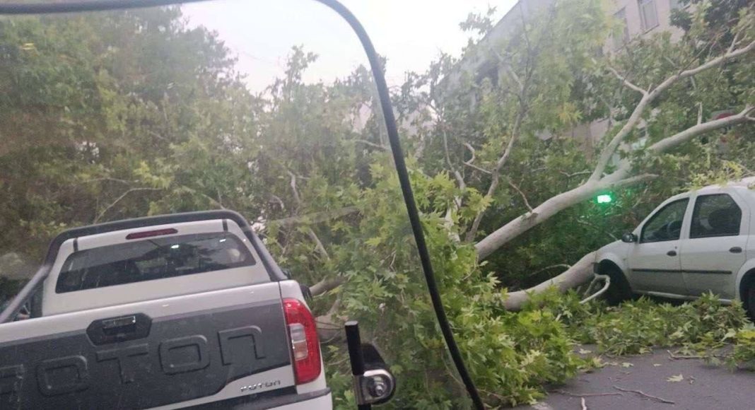 شکسته شدن ۶۴ اصله درخت بر اثر وزش باد در استان