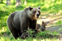 مشاهده همزمان ۲ قلاده خرس قهوه‌ای و توله هایشان در جنگل‌های گیلان