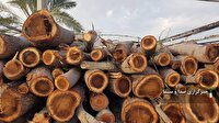 کشف بیش از ۳ تن چوب قاچاق در بجنورد