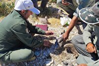 آغاز حلقه گذاری پرندگان در زیستگاه های   آذربایجان غربی