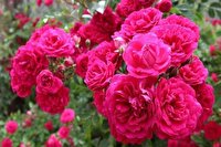 توسعه کشت گل محمدی در شهرستان مراغه