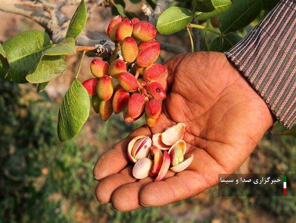 اسکو، رتبه نخست تولید پسته در آذربایجان شرقی