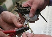 حلقه‌گذاری پرندگان در زیستگاه‌های جنوب آذربایجان‌ غربی