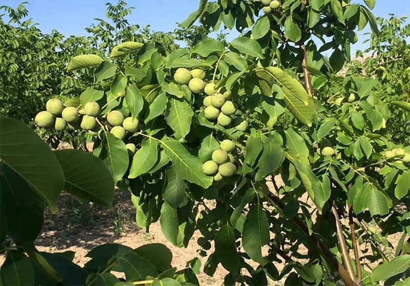 افزایش ۲۲ درصدی تولید گردو در آذربایجان شرقی