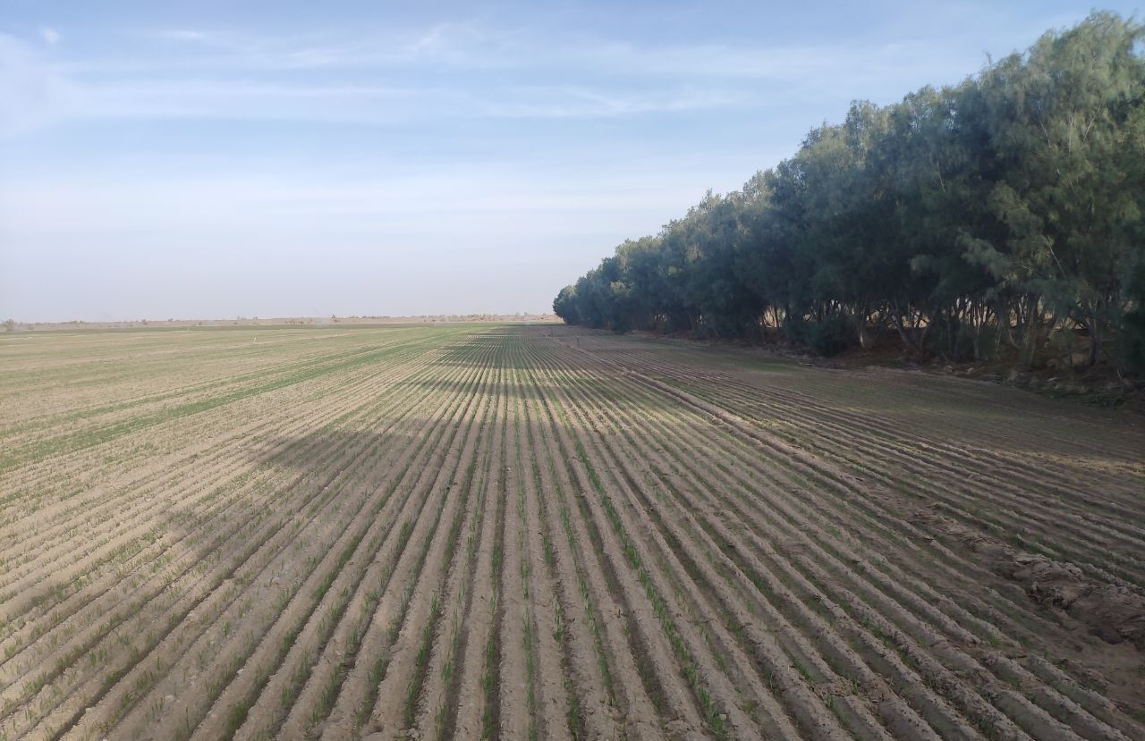 شش هزار هکتار از اراضی زراعی کشاورزی زاهدان آماده کشت شش هزار هکتار از اراضی زراعی کشاورزی زاهدان آماده کشت