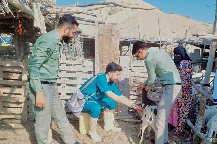 واکسیناسیون دام های اهلی همجوار مناطق حفاظت شده در هرمزگان