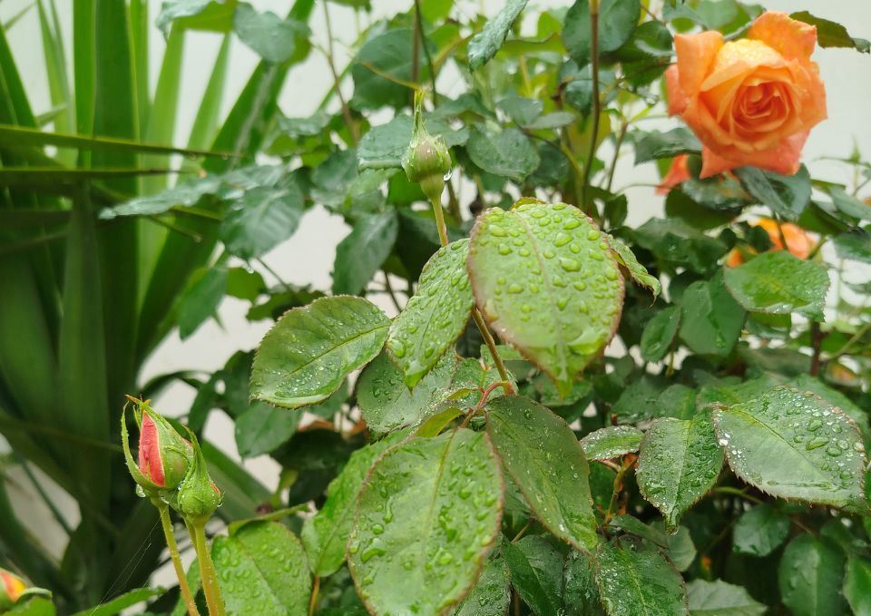 بارش برف بهاری در ارتفاعات گیلان دور از انتظار نیست بارش برف بهاری در ارتفاعات گیلان دور از انتظار نیست