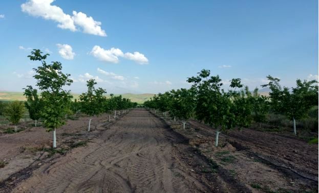 باغداران از خرید نهال‌های بدون لیبل و شناسنامه بپرهیزند