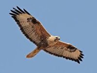 رها سازی پرنده سارگپه پا بلند در تالاب گندمان