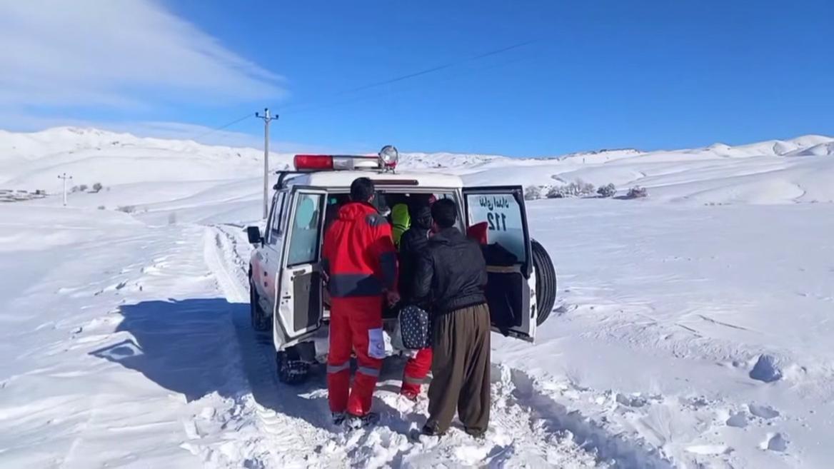 تولد نوزاد عجول در محور برفگیر تکاب_شاهین‌دژ