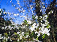 شکوفه دادن درخت گوجه‌سبز در روستای انبارسرای بندر کیاشهر