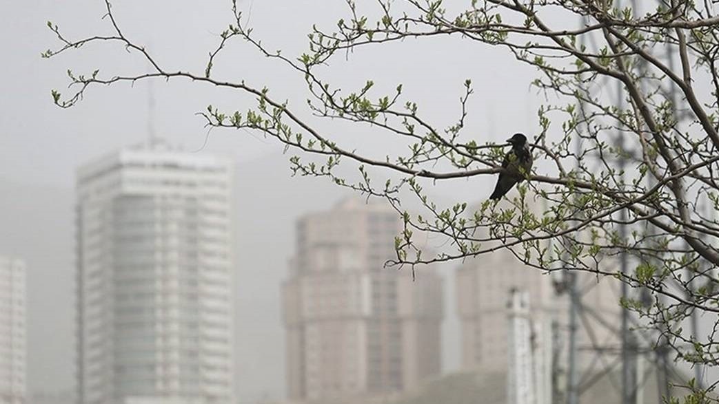 درباره ارتباط آلودگی هوا با آلزایمر بیشتر بدانیم