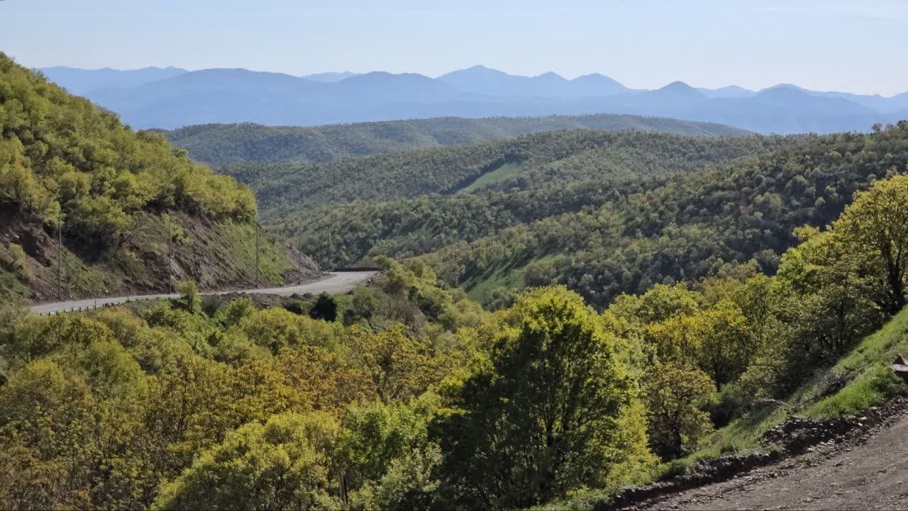 ظرفیتهای جنگل سردشت، فرصتی برای توسعه اقتصادی با حفظ محیطزیست ظرفیتهای جنگل سردشت، فرصتی برای توسعه اقتصادی با حفظ محیطزیست