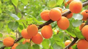 اهدای ۴۵۰ کیلو آلو زرد توسط باغدار نیکوکار کلاتی به محرومان روستایی