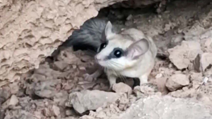 ثبت تصویر سنجابک درختی در نایین