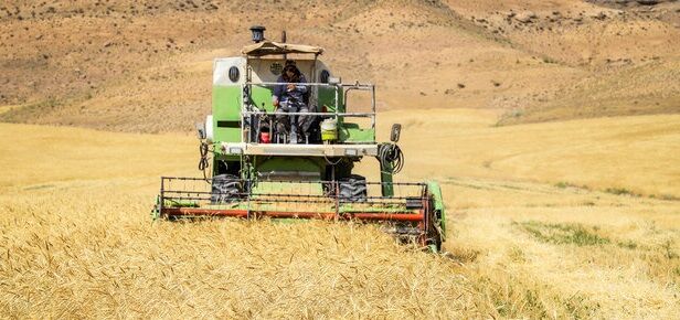 طرح جهش تولید در دیمزار‌های استان مرکزی