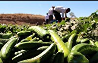 پیش بینی برداشت ۷۵۰۰ تن محصول خیار در کوهسرخ