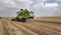خدابنده قطب تولید گندم در زنجان