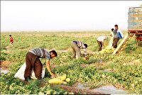 آغاز برداشت محصول خربزه از مزارع شهرستان تربت جام